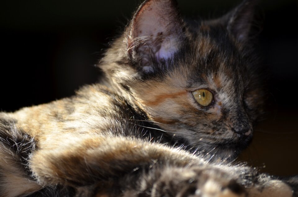 Cat animals small cat