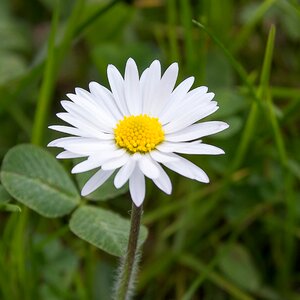 Daisy nature flower