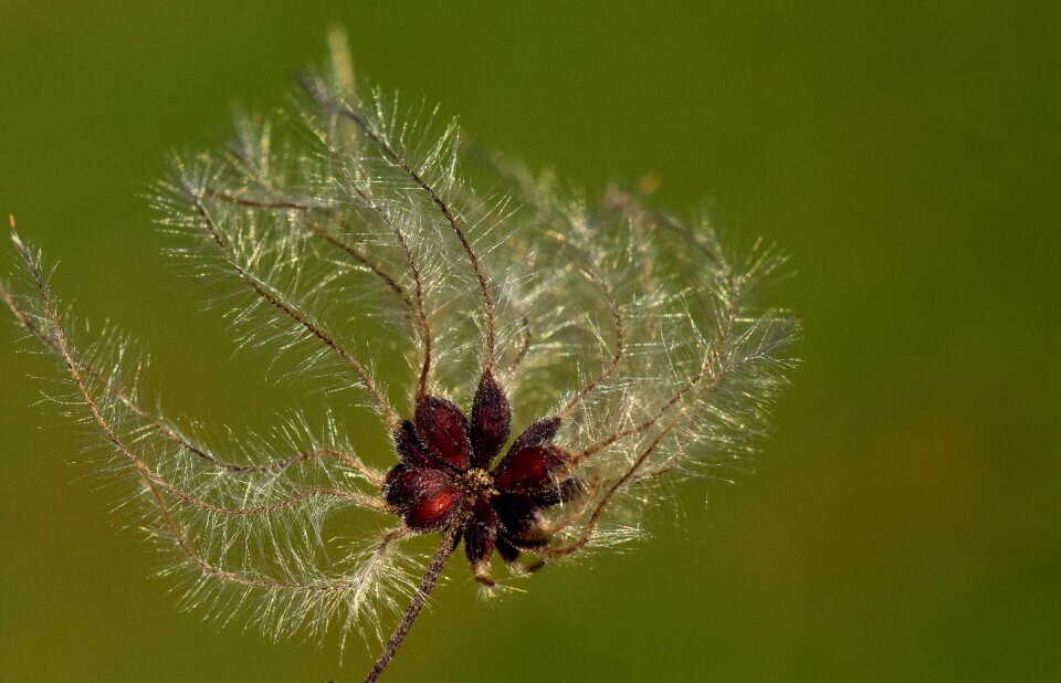 Macro filigree flying seeds