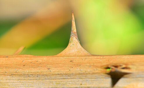 Thorny plant cactus photo