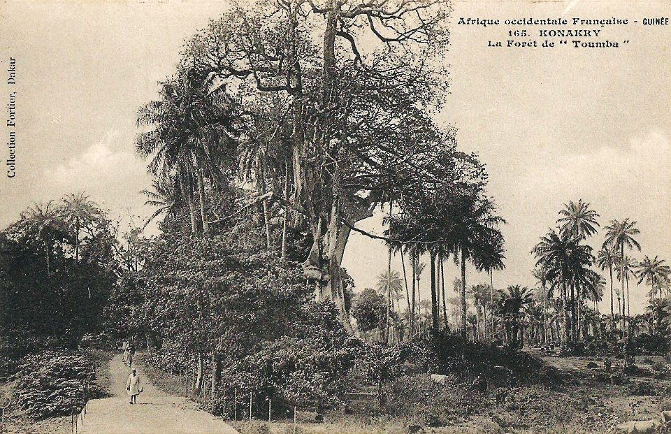 Konakry-La Forêt de Toumba