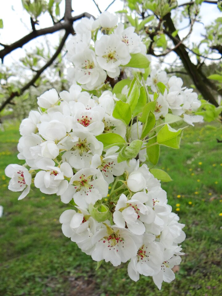 The buds nature garden