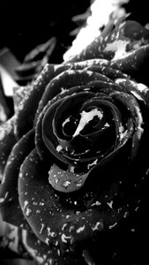 Plant flower raindrops