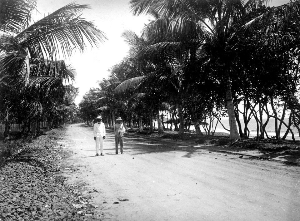 Kockos-allé norr om staden. Norr om Tamatave, Madagaskar. Tamatave - SMVK - 001746