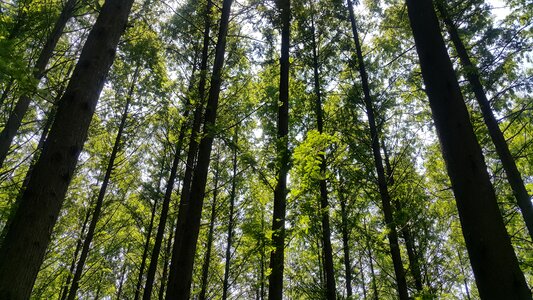 Forest meta esquire wood