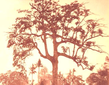 Kohlerboom-te-Atjeh3