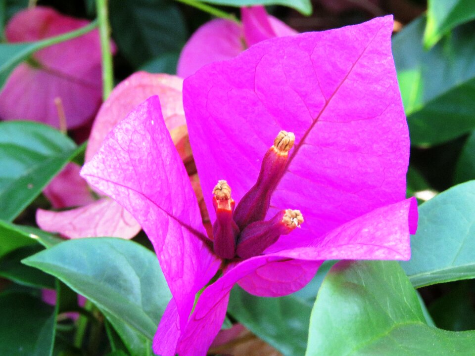 Flower zoom pink zoom