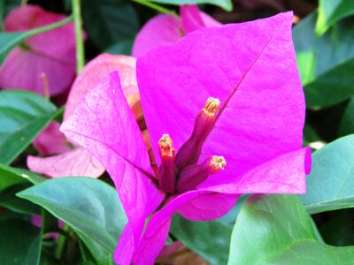 Flower zoom pink zoom