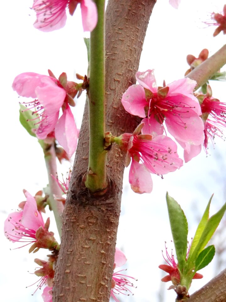 The buds nature garden