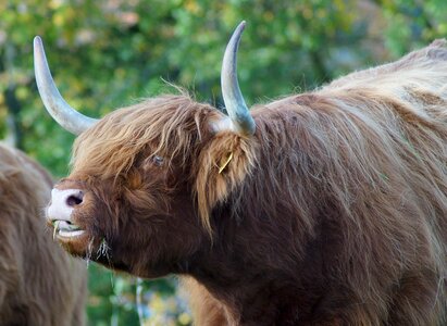 Scottish hochlandrind highland cattle scottish highland cow photo