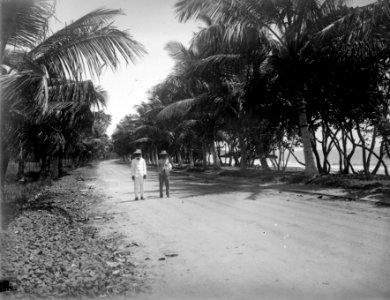 Kokosallen norr om staden. Tamatave. Madagaskar - SMVK - 021961
