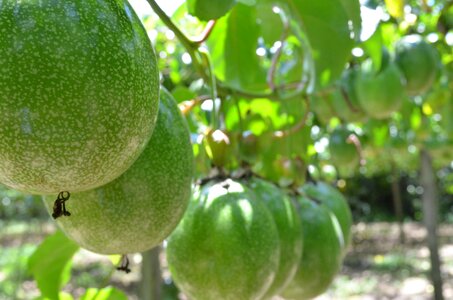 Crop agronomy agriculture
