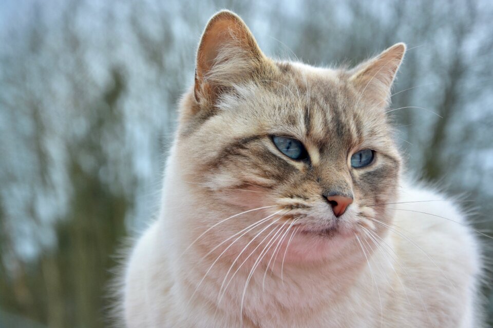 Blue eyes companion pet