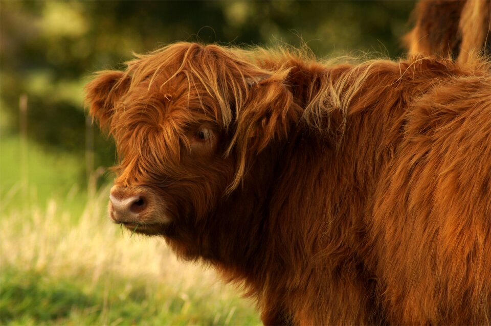 Scottish hochlandrind highland cattle scottish highland cow