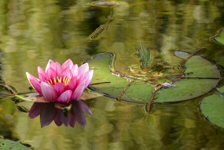 Water pond nature