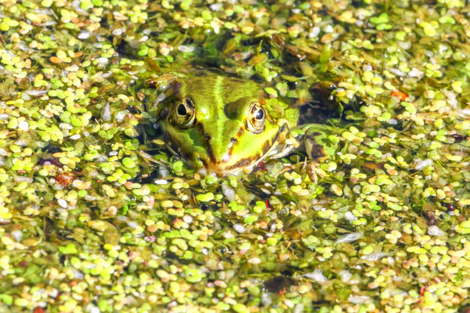 Waters plant green