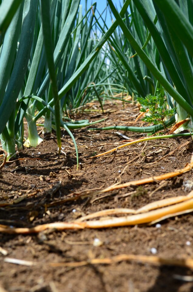Crop agronomy horta