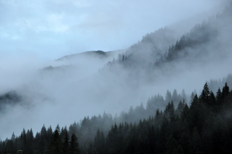 Forest nature landscape