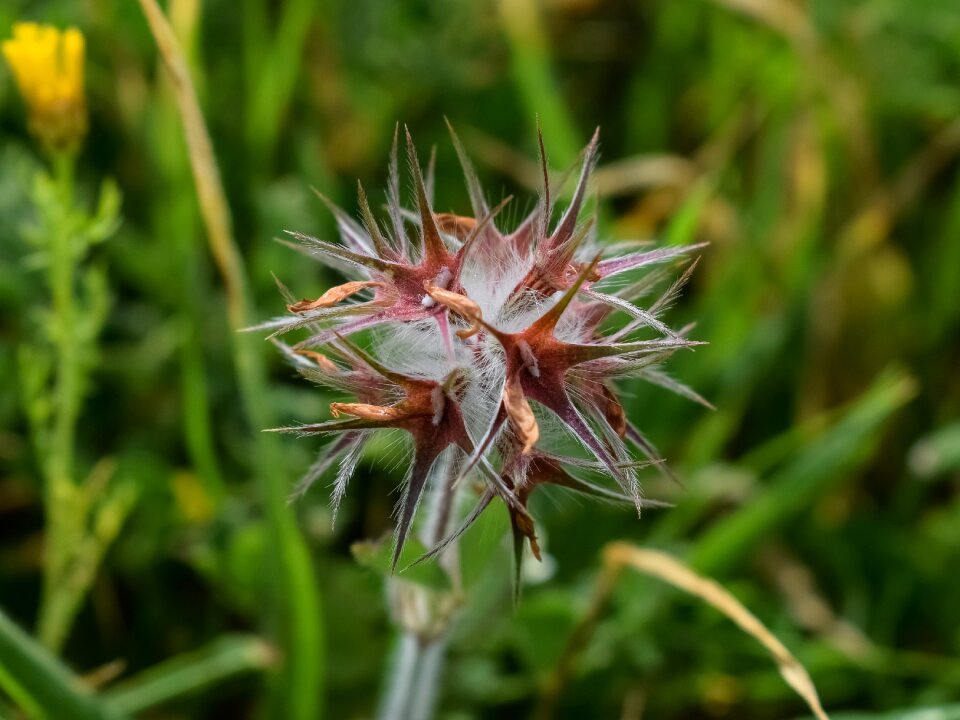 Flower spring nature