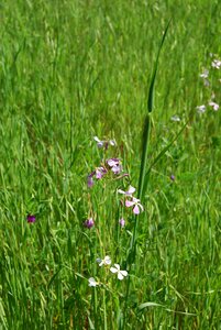 Flowers grass natural