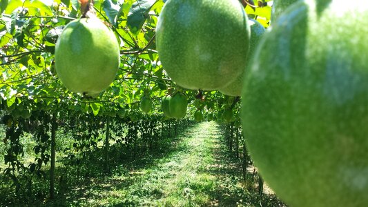 Agronomy rural crop