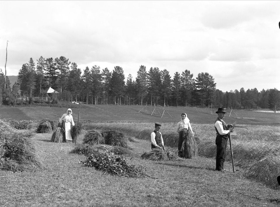 Kornskörd i Bodums socken, Ångermanland - Nordiska Museet - NMA.0048799
