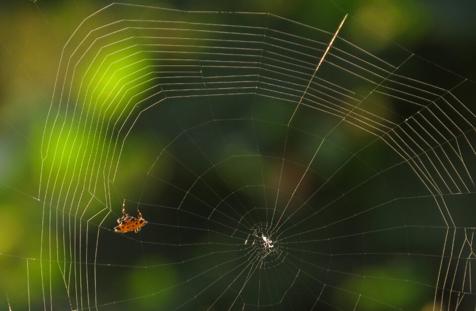 Arachnid rocio armenia