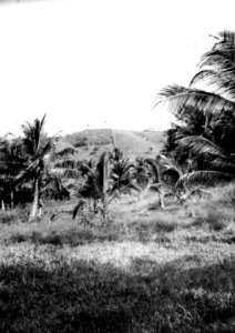 Kokosodling. Port of Spain. Trinidad och Tobago - SMVK - 002433