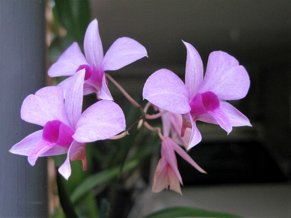 Queensland flowers queensland orchida australia
