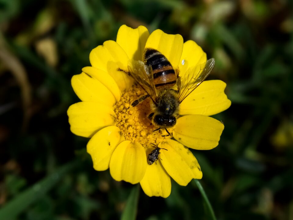 Pollination flower flora