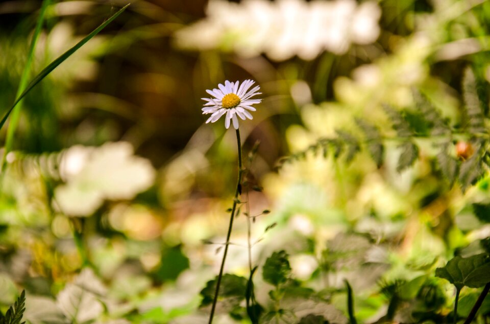 Spring nature geese flower
