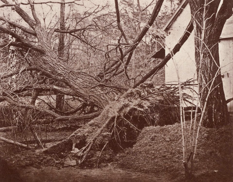 Kotzsch, Carl Friedrich August - Entwurzelter Baum (Zeno Fotografie)