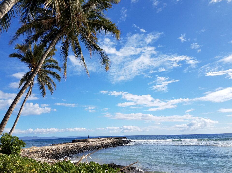 Fishing bright beach day coconut trees photo