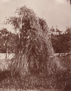 Kotzsch, Carl Friedrich August - Kornpuppe (Zeno Fotografie)