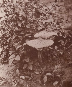 Kotzsch, Carl Friedrich August - Pilze im Weinberg (Zeno Fotografie)