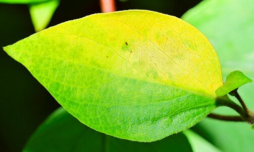 Autumn bright leaf plants
