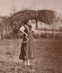 Kotzsch, Carl Friedrich August - Neuberts Rose mit Korngarbe (Zeno Fotografie)
