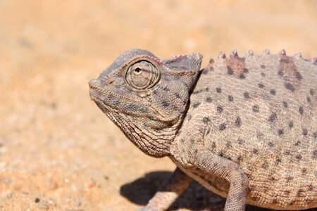 Africa chameleon animal portrait