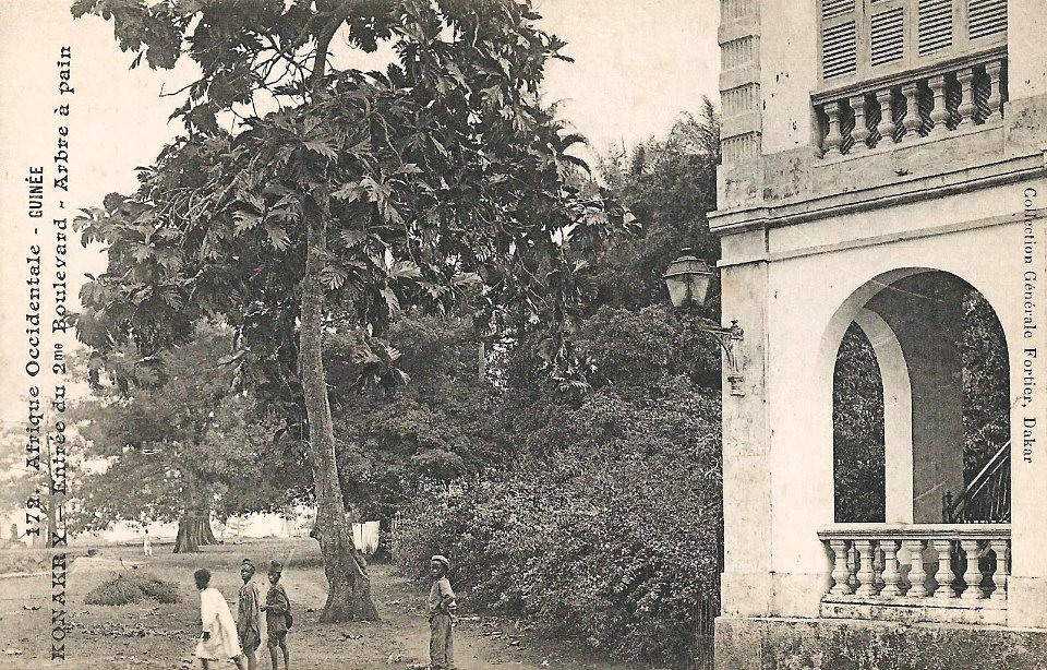 Konakry-Entrée du 2me Boulevard-Arbre à pain