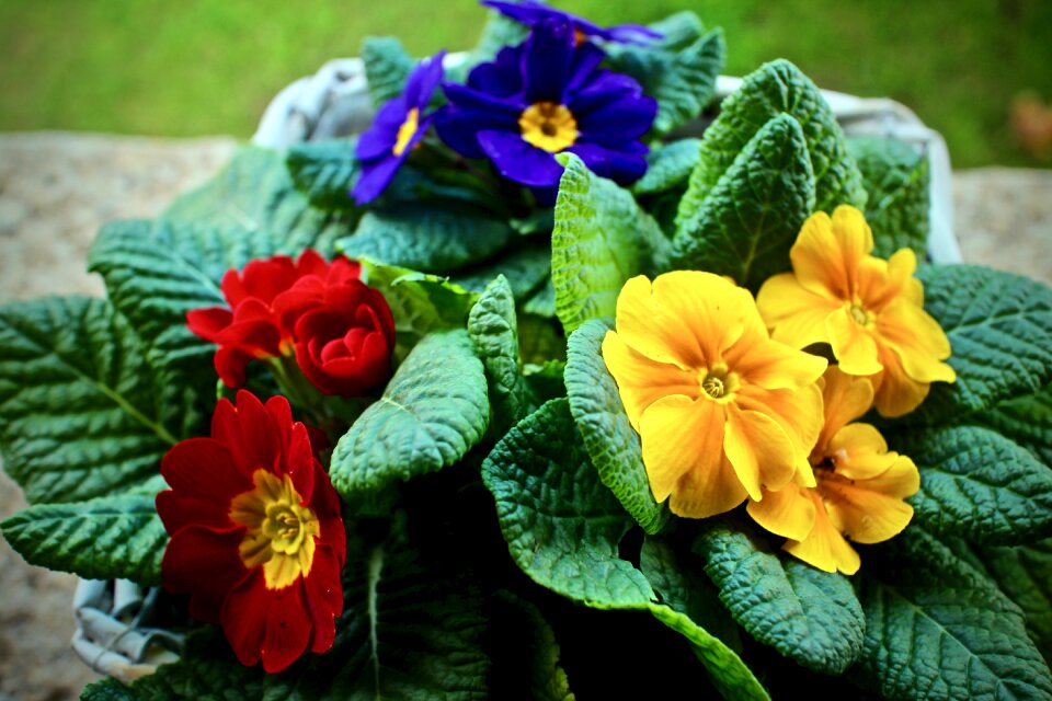 Nature flower garden