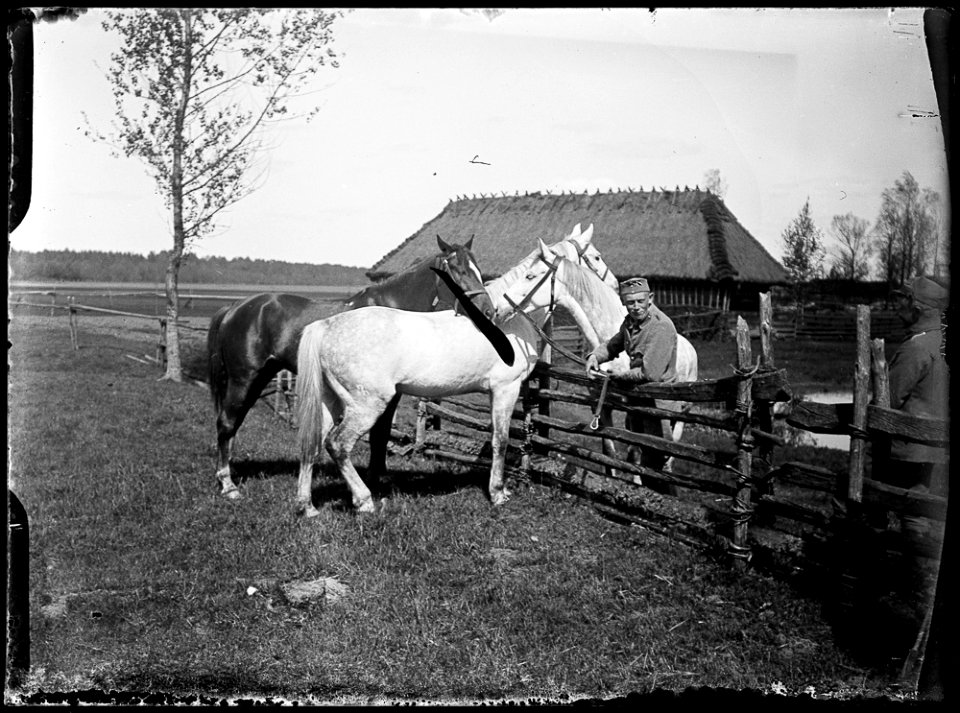 Konie 2 pułku ułanów LP, Wołyń, 1916