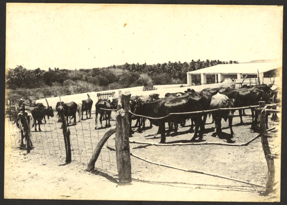 Koppel melkkoeien op plantage Groot Joris - BNA-DIG-HARTOG-ALBUM-CURACAO-004