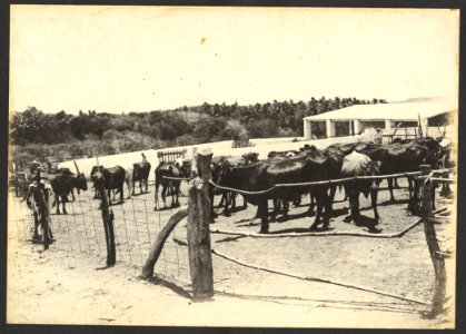 Koppel melkkoeien op plantage Groot Joris - BNA-DIG-HARTOG-ALBUM-CURACAO-004