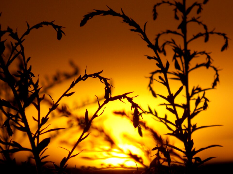 Summer sunset nature
