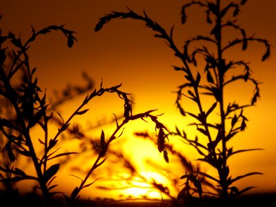 Summer sunset nature