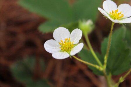 Natural petals yellow