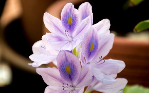 Flowers flower cho