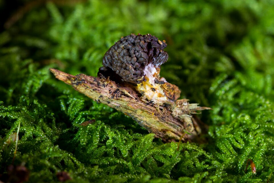 Myxomycetes sporulation salmon-colored slime mold