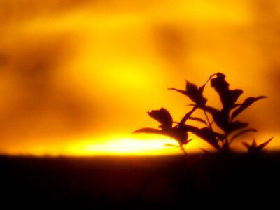 Summer sunset nature