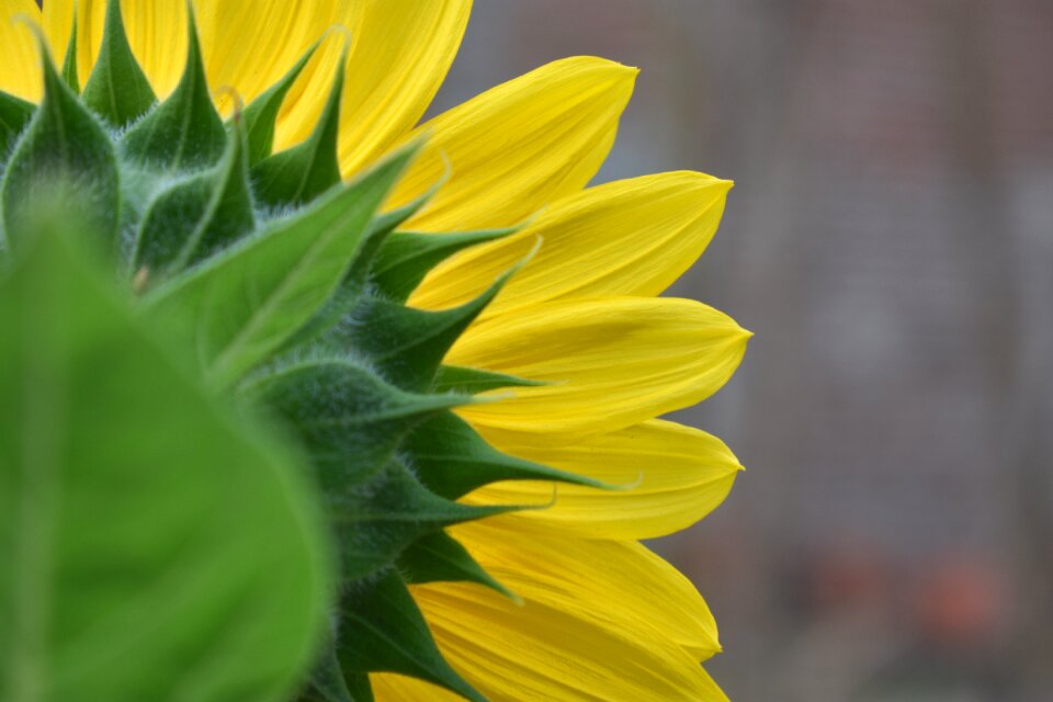 Flower nature blooming
